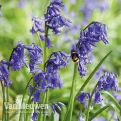 Spring Bulbs In The Green Collection -Bulb Garden Store GREE V59885P E