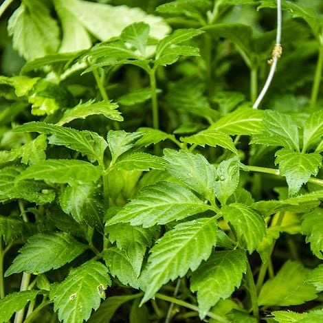 Gynostemma Pentaphyllum 3 Gynostemma Pentaphyllum