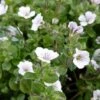 Gypsophila Cerastioides -Bulb Garden Store GYPS V59606 A h
