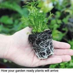 Nurseryman’s Choice Summer Favourites -Bulb Garden Store Garden Ready template