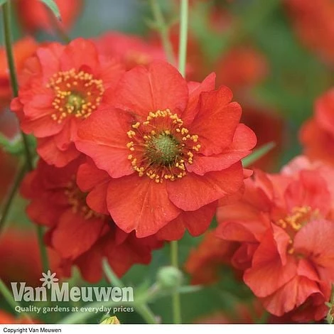 Geum 'Blazing Sunset' 3 Geum 'Blazing Sunset'