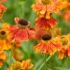 Helenium 'Moerheim Beauty' -Bulb Garden Store HELE V59134 A h
