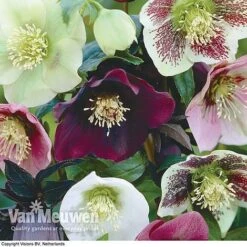 Hellebore X Hybridus 'Mixed' (Lenten Rose) -Bulb Garden Store HELL 61223 B1
