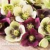 Hellebore X Hybridus 'Mixed' (Lenten Rose) 2 Hellebore X Hybridus 'Mixed' (Lenten Rose) -Bulb Garden Store HELL 61223 C