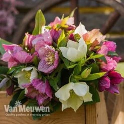 Hellebore X Hybridus 'Mixed' (Lenten Rose) -Bulb Garden Store HELL 61223 D