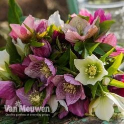 Hellebore X Hybridus 'Mixed' (Lenten Rose) -Bulb Garden Store HELL 61223 E