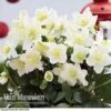Hellebore 'Christmas Rose' -Bulb Garden Store HELL 68165 A