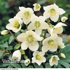 Hellebore 'Christmas Rose' -Bulb Garden Store HELL 68165 B