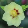 Hellebore 'Single Gold Red' -Bulb Garden Store HELL V59142 A h