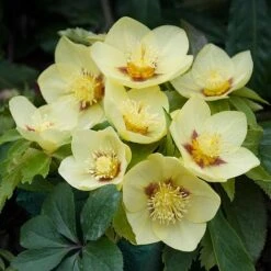 Hellebore 'Single Gold Red' -Bulb Garden Store HELL V59142 B h