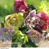 Hellebore 'Breeder's Mix' -Bulb Garden Store HELL V78559 A1