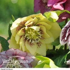 Hellebore 'Breeder's Mix' -Bulb Garden Store HELL V78559 C