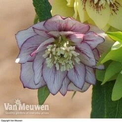 Hellebore 'Breeder's Mix' -Bulb Garden Store HELL V78559 D