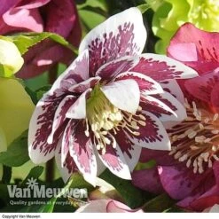 Hellebore 'Breeder's Mix' -Bulb Garden Store HELL V78559 E