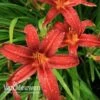 Daylily 'Crimson Pirate' -Bulb Garden Store HEME V59612 A