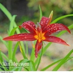 Daylily 'Crimson Pirate' -Bulb Garden Store HEME V59612 C