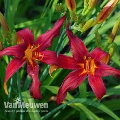Daylily 'Crimson Pirate' -Bulb Garden Store HEME V59612 D