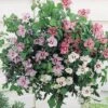 Hibiscus 'Tricolour' (Standard) -Bulb Garden Store HIBI 64510VB A h