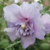 Hibiscus 'Sugared Almond' -Bulb Garden Store HIBI V12369 A h