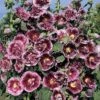 Hollyhock 'Crème De Cassis' -Bulb Garden Store HOLL V65472 A h