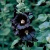 Hollyhock 'Nigra' -Bulb Garden Store HOLL V65474 A h