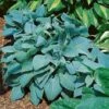 Hosta 'Fragrant Blue' -Bulb Garden Store HOST V63461 A h