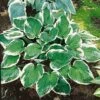 Hosta 'Minuteman' -Bulb Garden Store HOST V63464 A h