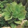 Hosta 'Sum And Substance' -Bulb Garden Store HOST V63468 A h