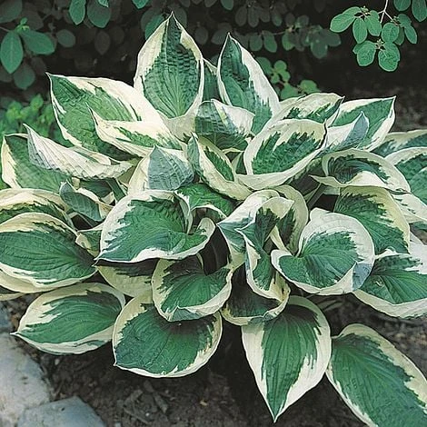 Hosta 'Wide Brim' 3 Hosta 'Wide Brim'