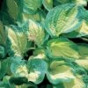 Hosta 'Great Expectations' 1 Hosta 'Great Expectations' -Bulb Garden Store HOST V63470 A h