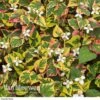 Houttuynia Cordata 'Chameleon' -Bulb Garden Store HOUT V59309 A