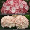 Hydrangea 'Frills' Duo 1 Hydrangea 'Frills' Duo -Bulb Garden Store HYDR V74418 A h