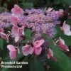 Hydrangea Aspera 'Hot Chocolate' -Bulb Garden Store HYDR HOTCHOCOL S54235