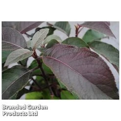 Hydrangea Aspera 'Hot Chocolate' 9 Hydrangea Aspera 'Hot Chocolate' -Bulb Garden Store HYDR HOTCHOCOL S54236