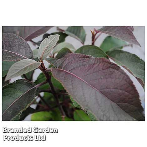 Hydrangea Aspera 'Hot Chocolate' 6 Hydrangea Aspera 'Hot Chocolate' - Image 4