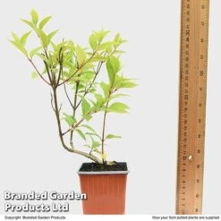 Hydrangea Paniculata 'Magical Moonlight' -Bulb Garden Store HYDR MAGICM9CM T49364