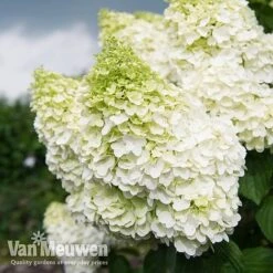 Hydrangea Paniculata 'Magical Moonlight' -Bulb Garden Store Hyd MagicalMoon VM 2