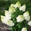 Hydrangea Paniculata 'Magical Moonlight' -Bulb Garden Store Hydrangea MagicalMoonlight 1