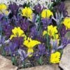 Iris 'Dwarf Collection' 1 Iris 'Dwarf Collection' -Bulb Garden Store IRIS 25738V A h
