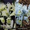Iris Katharine's Collection -Bulb Garden Store IRIS VKA7314 A