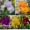 Iris Re-Blooming Collection -Bulb Garden Store Iris Re Blooming Collection