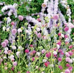 Knautia Macedonica 'Melton Pastels' -Bulb Garden Store KNAU MELTONPAS U49880 NOW1