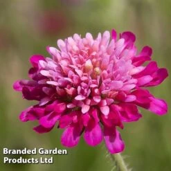 Knautia Macedonica 'Melton Pastels' -Bulb Garden Store KNAU MELTONPAS W498781