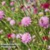 Knautia Macedonica 'Melton Pastels' -Bulb Garden Store KNAU MELTONPAS W498791