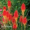 Red Hot Poker 'Papaya Popsicle' 2 Red Hot Poker 'Papaya Popsicle' -Bulb Garden Store KNIP V66427 A