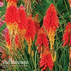 Front Page -Bulb Garden Store KNIP V66427 B