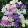 Sweet Pea 'Scent Infusion' 1 Sweet Pea 'Scent Infusion' -Bulb Garden Store LATH V18250 A