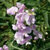 Lathyrus Latifolius 'Rosa Perle' -Bulb Garden Store LATH V59624 A h