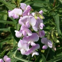 Lathyrus Latifolius 'Rosa Perle'
