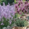 Lavender Collection 2 Lavender Collection -Bulb Garden Store LAVE 69672V A h